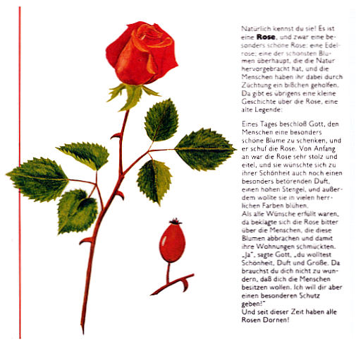 24. kinderzeitschriftseite rose