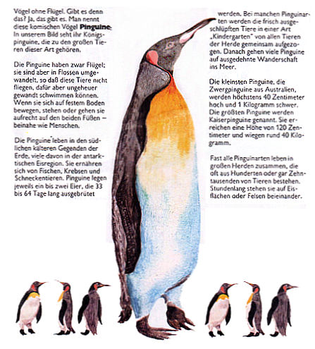 26. pinguin