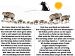 20.tierschau thumbnail