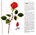 24. kinderzeitschriftseite rose thumbnail