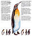 26. pinguin thumbnail
